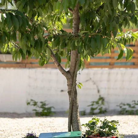 Adastra 말린스카